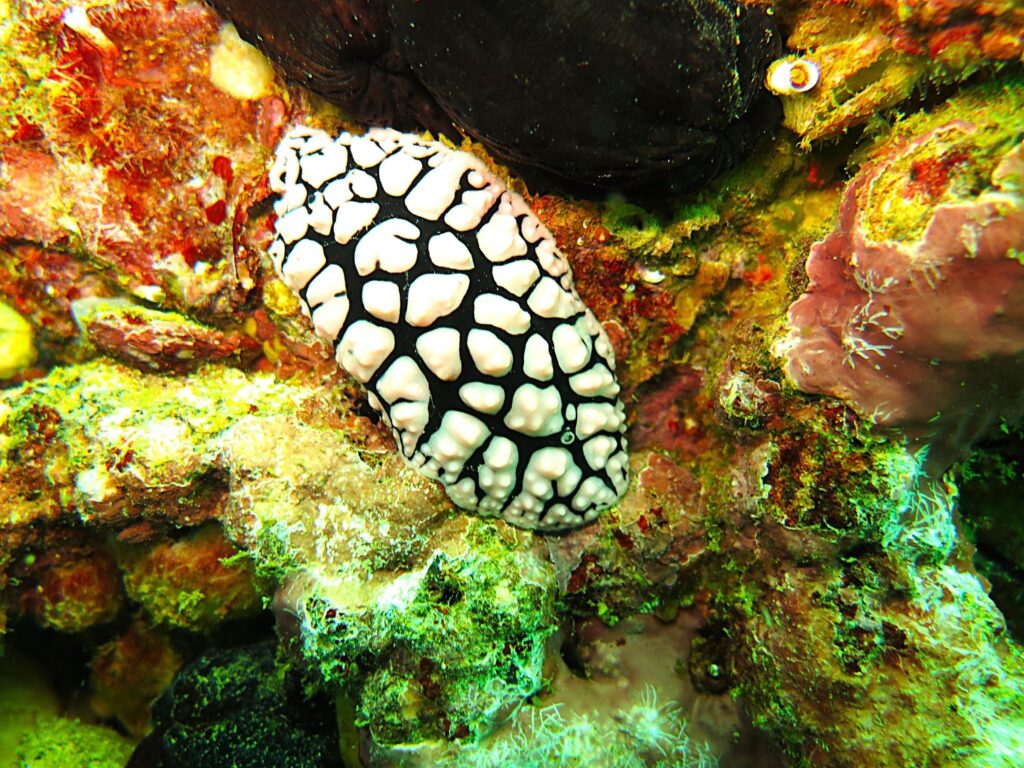 Diving Mirbat Fish