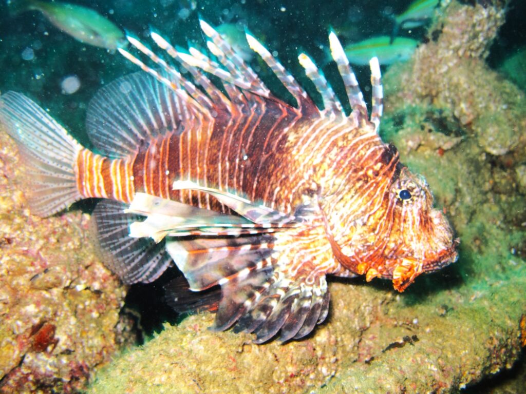 Diving Mirbat Fish