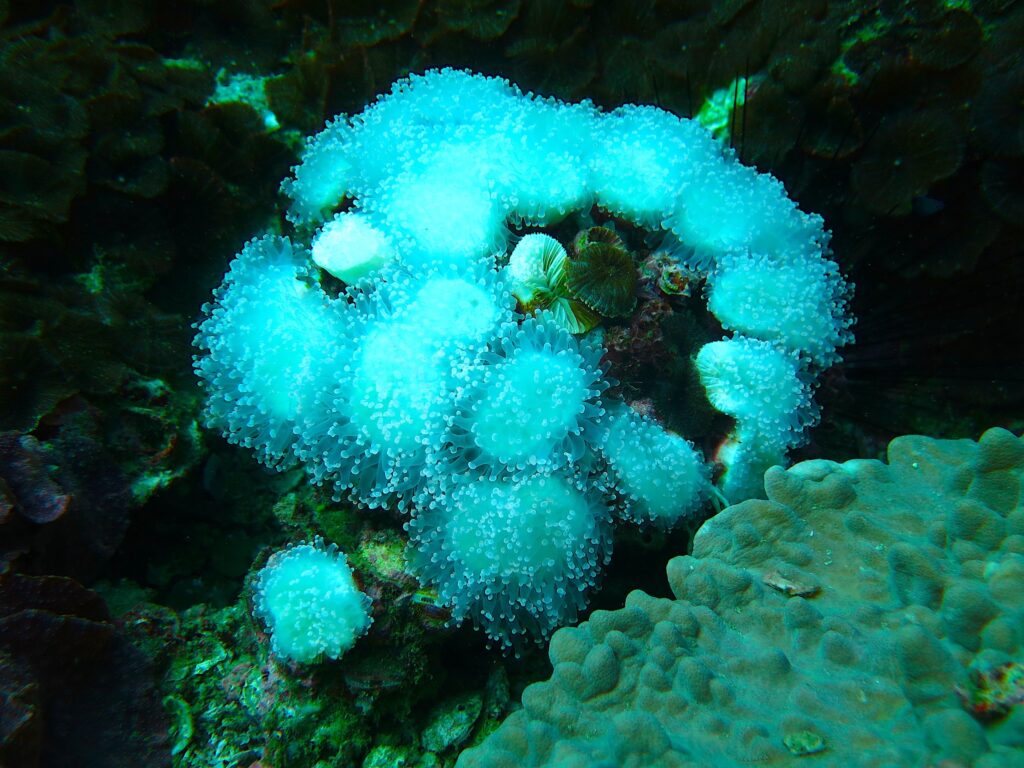 Dead Coral due to the coral bleaching phenomenon