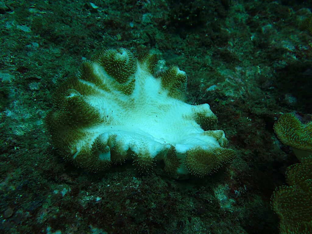 Dead coral due to the coral bleaching phenomenon.