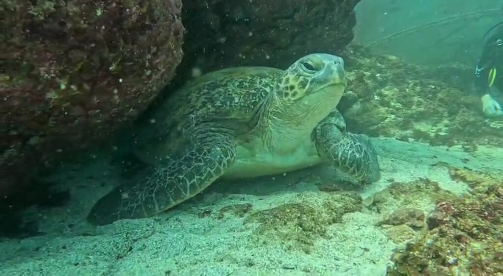 Diving turtle mirbat